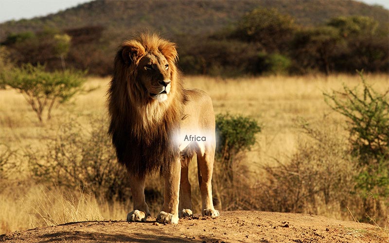Africa